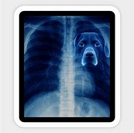 Image result for Dog in Me Meme X-ray