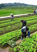 Image result for Agriculture Cartoon