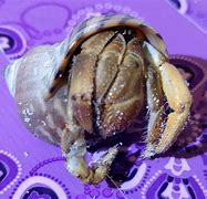 Image result for What Are Crabs Disease