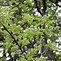 Image result for Pyrus communis Legipont