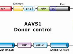 Image result for AAVS1 Exon 1