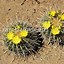 Image result for Barrel Cactus Seeds