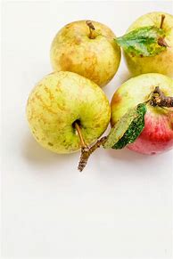 Image result for Different Color Apples Clip Art