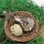 Image result for Bird Nest Decor
