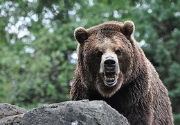 Image result for Very Angry Bear