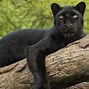 Image result for Panthera