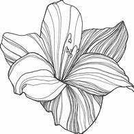 Image result for Free Drawings S+ Flowerbulbs
