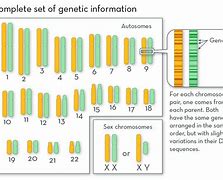 Image result for Different Genes