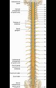 Image result for Dura Mater Spinal Cord