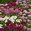 Image result for Types of Perennial Flowers