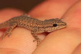 Image result for Smallest Lizard Pet