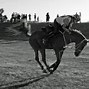 Image result for Horse Endurance Race