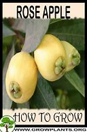 Image result for Rose Apple Tree Lian Wu