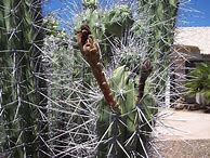 Image result for Toothpick Cactus