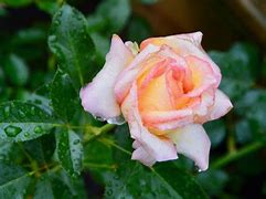 Image result for Rosa Farbe