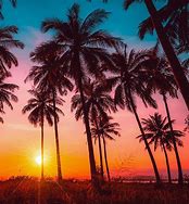 Image result for Palm Tree iPhone Wallpaper