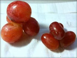 Image result for Red Giant Grapes
