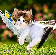 Image result for Funny Cat Screensavers Free