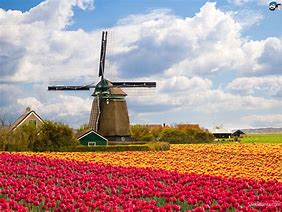 Image result for Netherlands Mills and Tulips