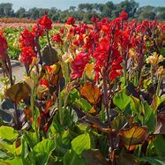 Image result for Canna Cleopatra Red