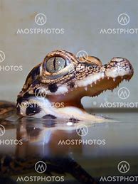 Image result for Baby Dwarf Crocodile