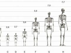 Image result for Human Size Comparison