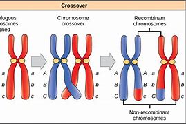 Image result for Homozygous Gene