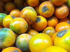 Image result for Luku Fruit