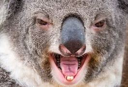 Image result for Koala Bear Dangerous