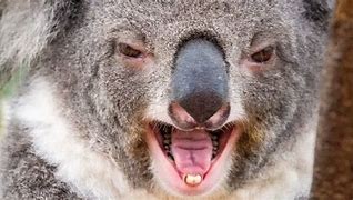 Image result for Koala Bear Dangerous