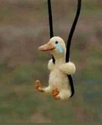 Image result for Crying Duck Meme