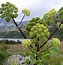 Image result for Angelica archangelica