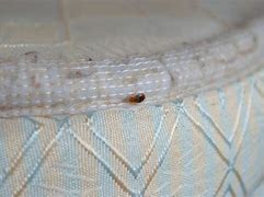 Image result for Bed Bugs Back View