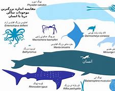 Image result for What Is the Biggest Animal in the World the Badest