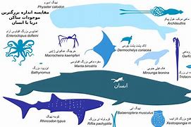 Image result for What Is the Biggest Sea Animal in the World