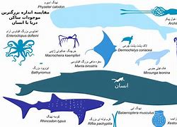 Image result for What Is the World's Biggest Animal
