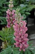 Image result for Lupinus Gallery Pink