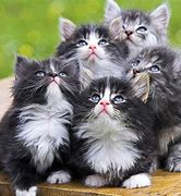 Image result for Cat Wallpaper for Laptop Free