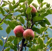 Image result for Kashmir Apple Forest