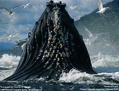Image result for Bing Whale Wallpaper