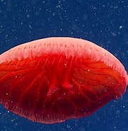 Giant Red Jellyfish എന്നതിനുള്ള ഇമേജ് ഫലം. വലിപ്പം: 181 x 185. ഉറവിടം: upfood.wordpress.com