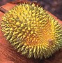 Image result for Yellow Exotic Fruit with Spikes