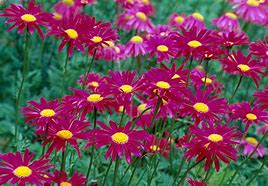 Image result for Tanacetum Brenda (Coccineum-Group)