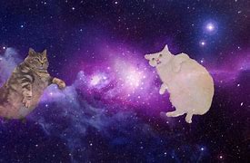 Image result for Cat Playing with Galaxy