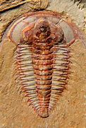 Image result for Oldest Animal Fossil