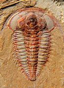 Image result for The Oldest Fossil