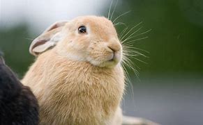 Image result for Pet Rabbit Breeds