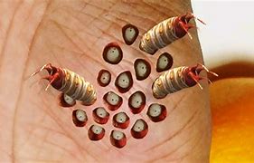 Image result for Human Lotus Pod Skin Disease
