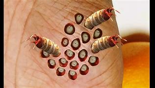 Image result for Trypophobia Worms