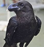 Image result for cuervo